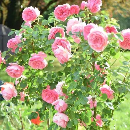 Les 2 Chenes 3* Les Riffes